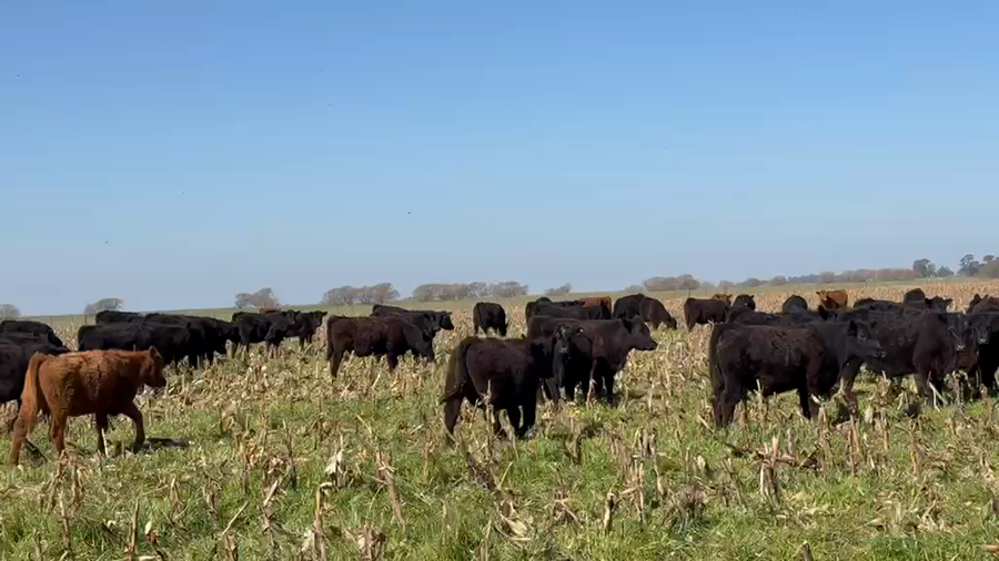 Lote 280 Novillitos