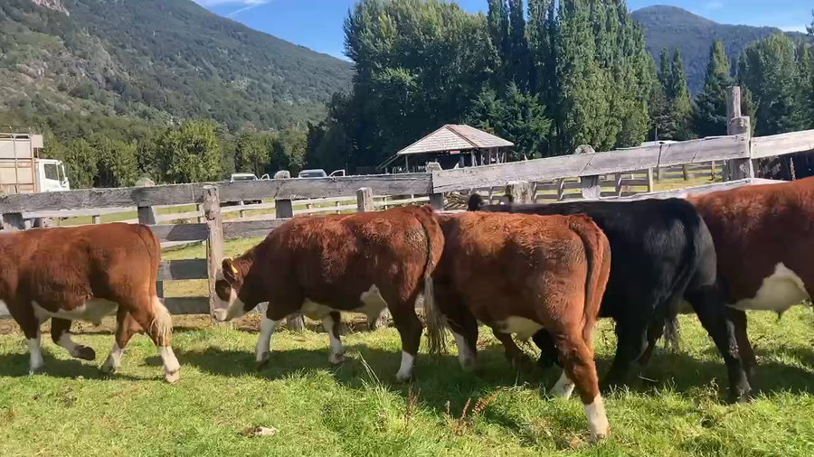 Lote 46 Novillo Engorda en Aysén, XI Región Aysén