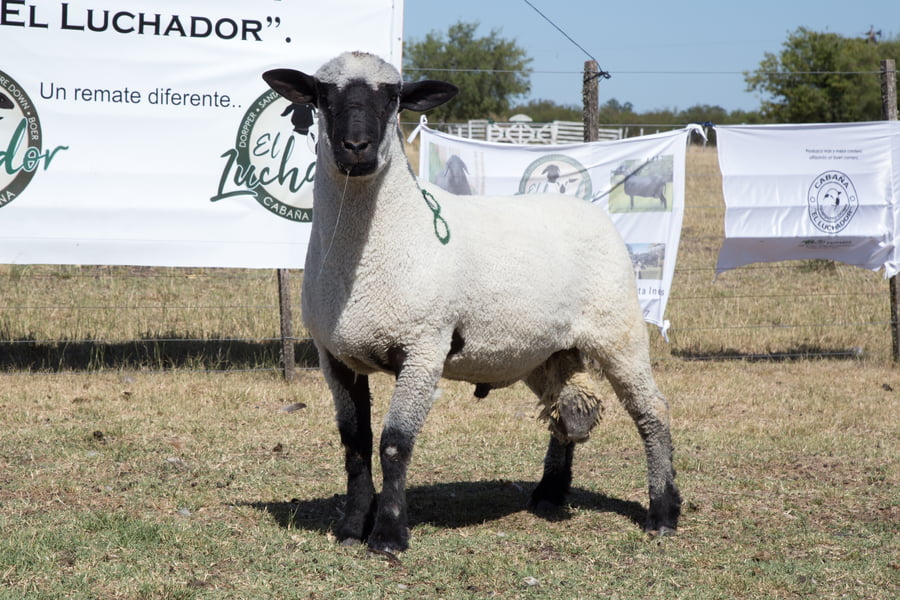 Lote OVINO HAMPSHIRE D. MACHO PP