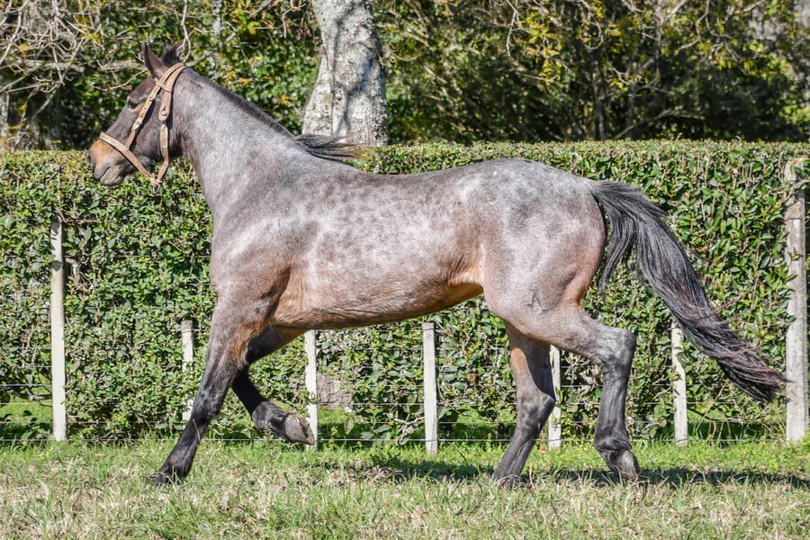 Lote Lote 3 - Atorranta del Paso rp 250