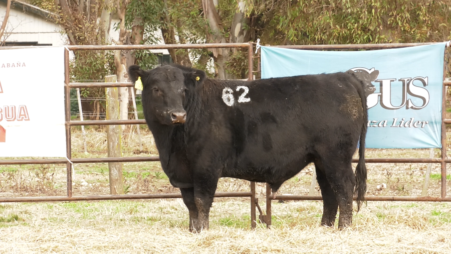 Lote TOROS ANGUS NEGROS  PC