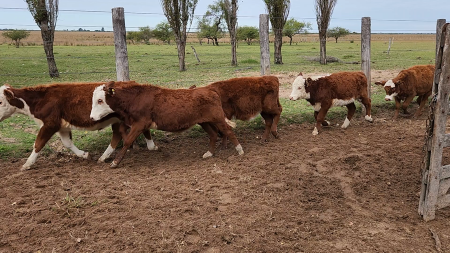 Lote 80 Terneros/as en Esquina, Corrientes