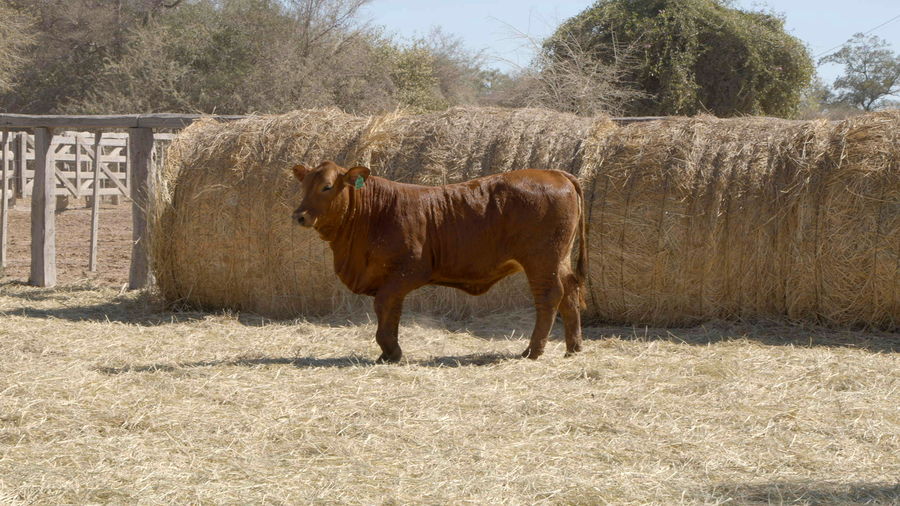 Lote HEMBRAS Remate Nucleo Genbra