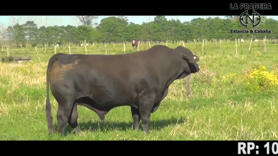 Lote TORO BRANGUS Y BRAFORD