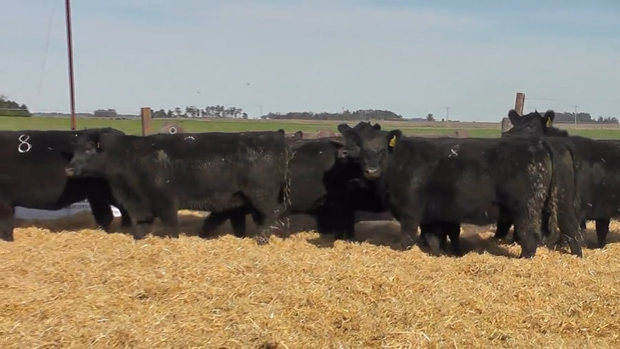 Lote Vaquillonas Negras Preñadas