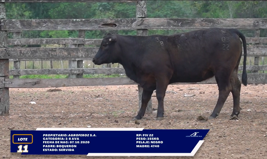 Lote LOTE 11