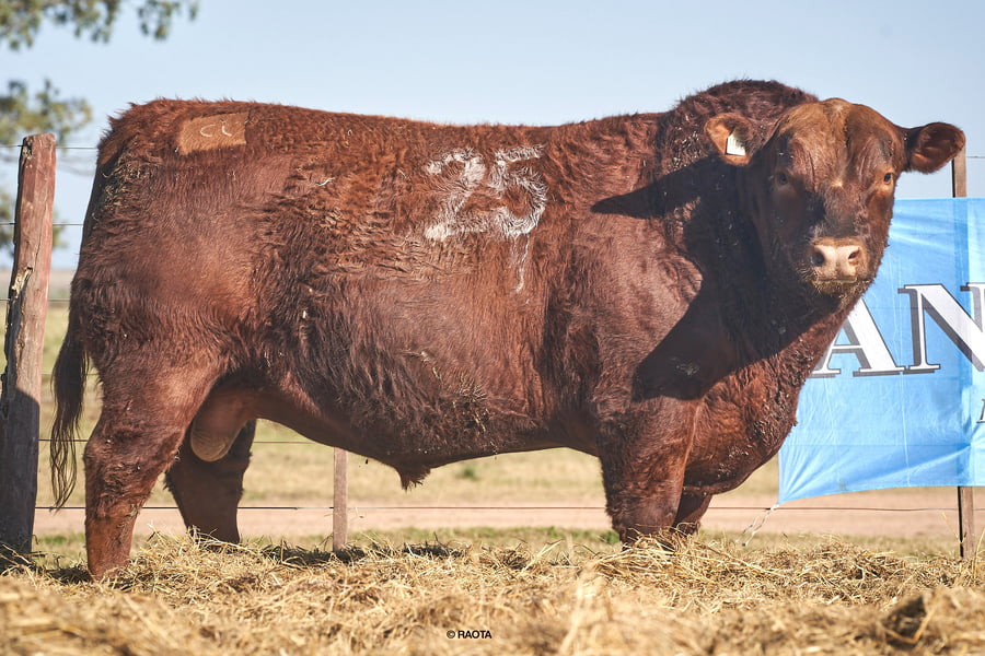 Lote Toros PC Cabaña Tres Molinos
