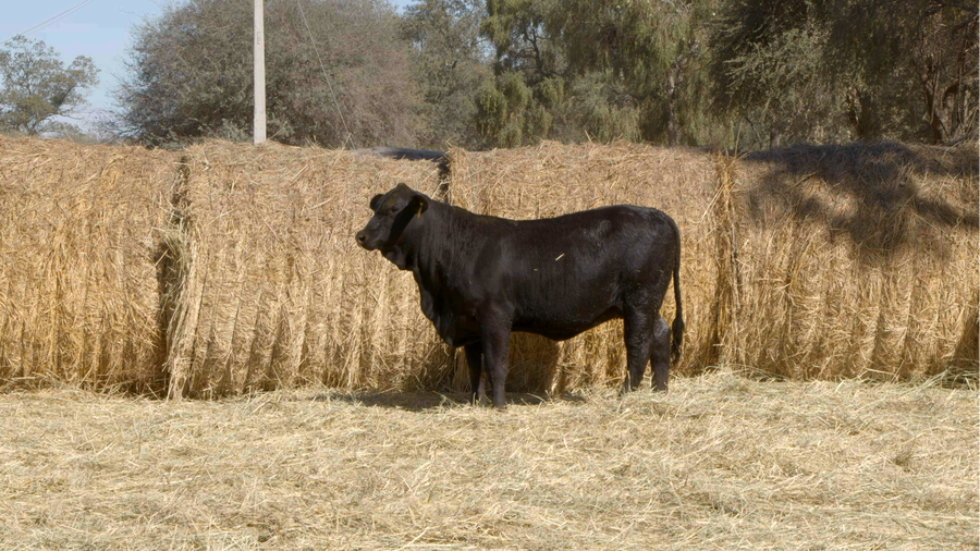 Lote HEMBRAS Remate Nucleo Genbra