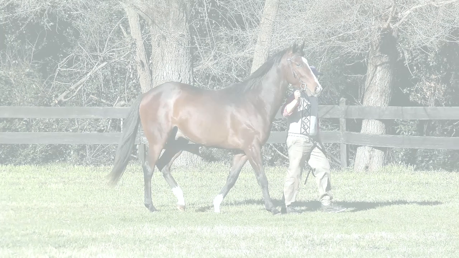 Lote ROBLE TIME (ANNALS OF TIME  -   TABLA)