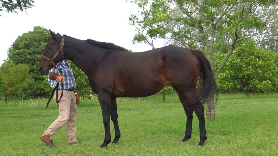 Lote EXIT VICTORIOUS (CAN)