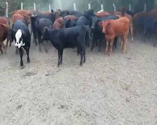 Lote 95 Terneros en Entre Ríos, Villaguay