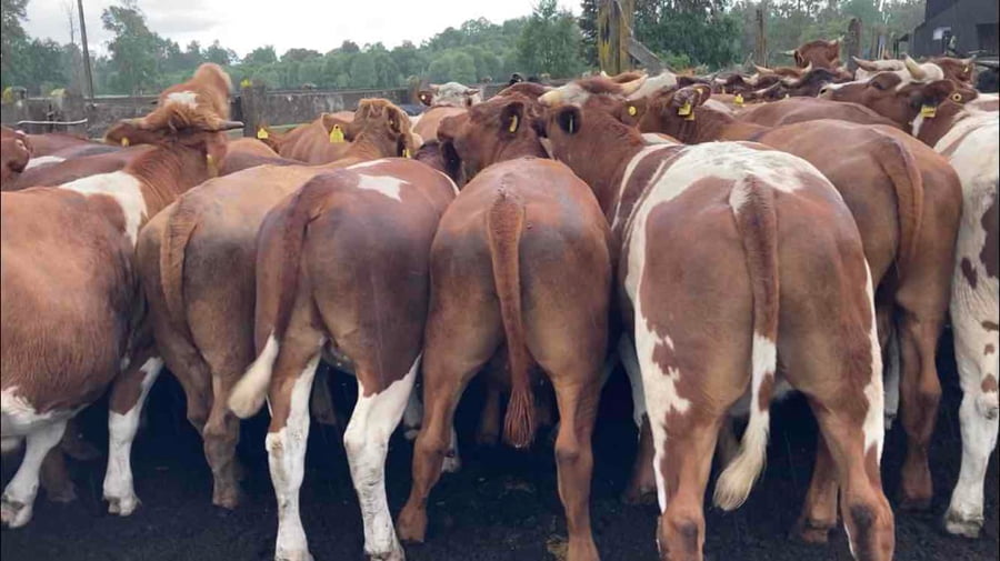 Lote 50 Novillo Engorda en  Río Bueno, XIV Región Los Ríos
