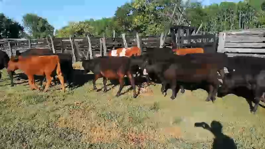 Lote 69 Terneros/as en Concordia, Entre Ríos