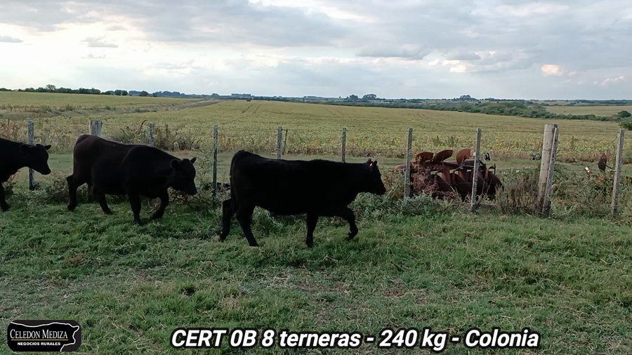 Lote 8 Terneras en Colonia
