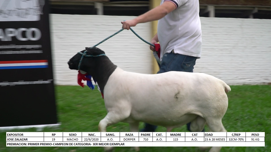 Lote Dorper Expo Internacional 2022 - Lote 47