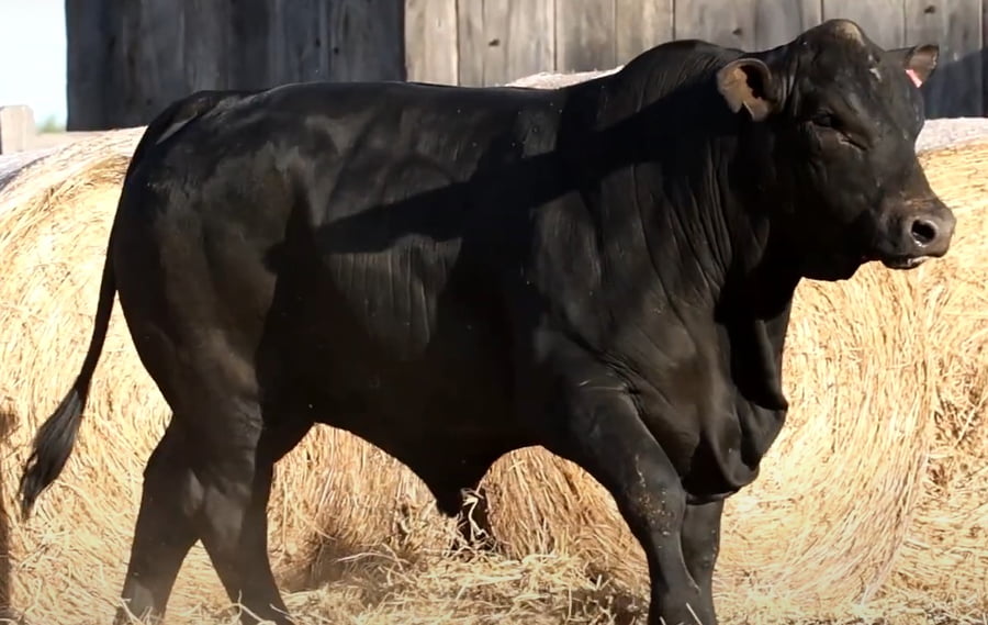 Lote TOROS DE 2 AÑOS