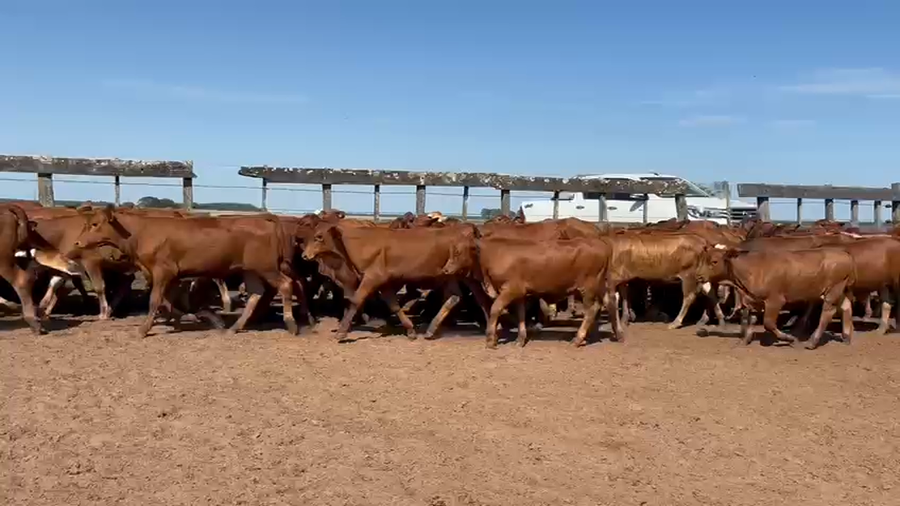 Lote 140 Terneros/as en Corrientes, Santo Tomé