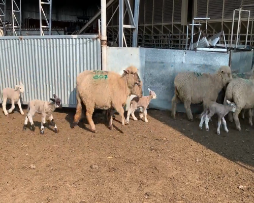 Lote (Vendido)20 Ovejas CORRIEDALE X CARA MORA a remate en 9vo Remate Virtual 60kg - , Colonia