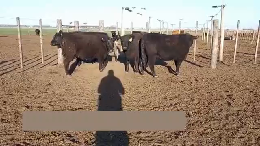 Lote "CABAÑA ANGUS SANCHEZ LAMAS" 4 VAQUILLONAS PP NEGRAS PARA SERVICIO