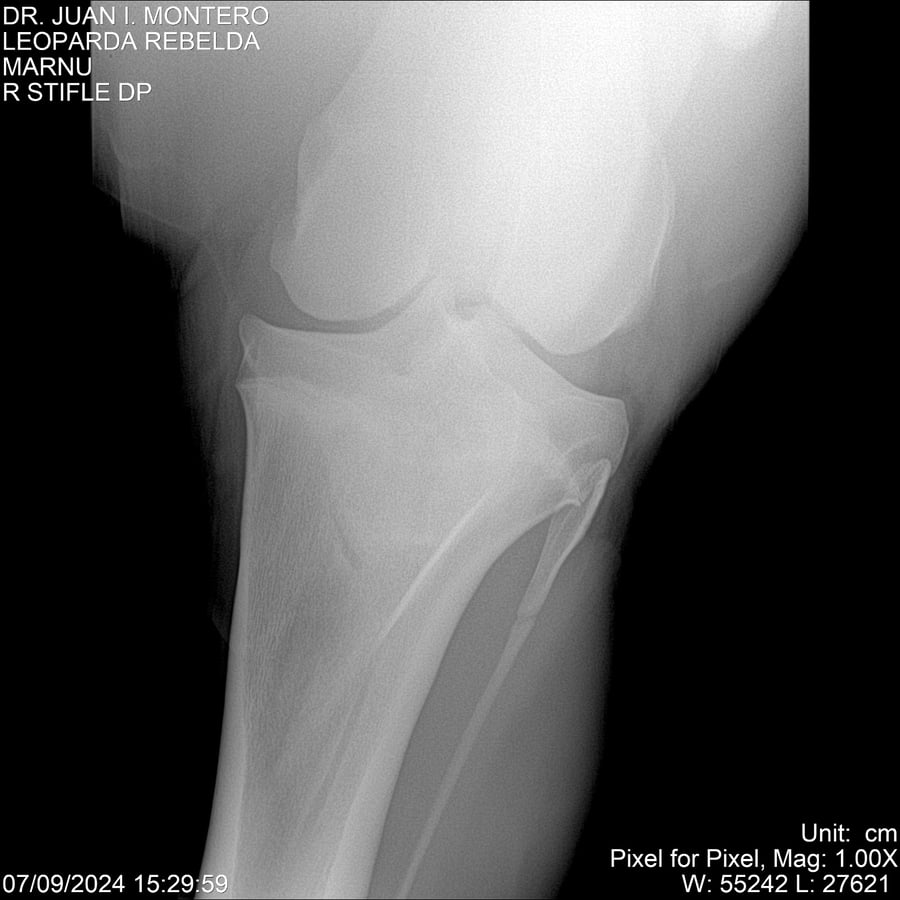 Lote LEOPARDA REBELDE