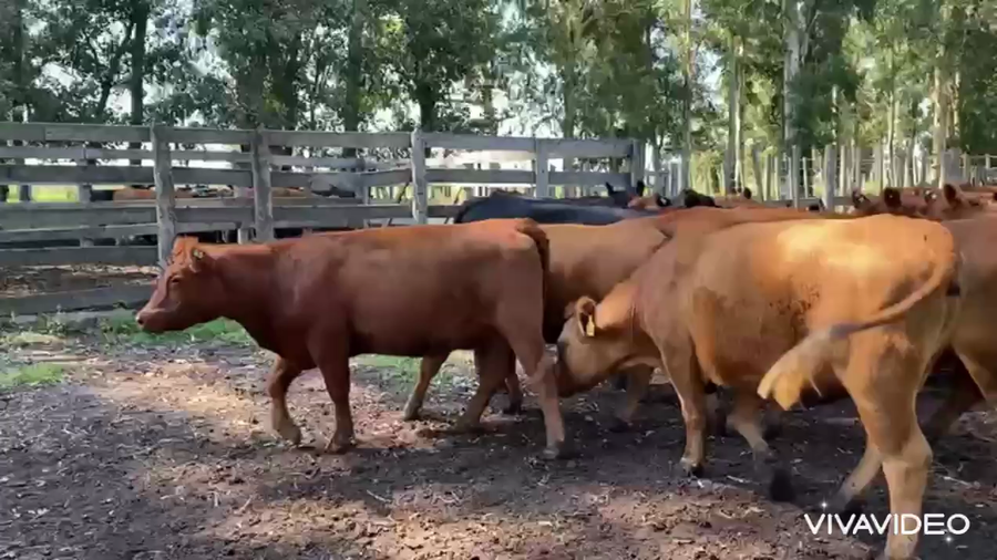 Lote 38 Vaquillonas preñadas