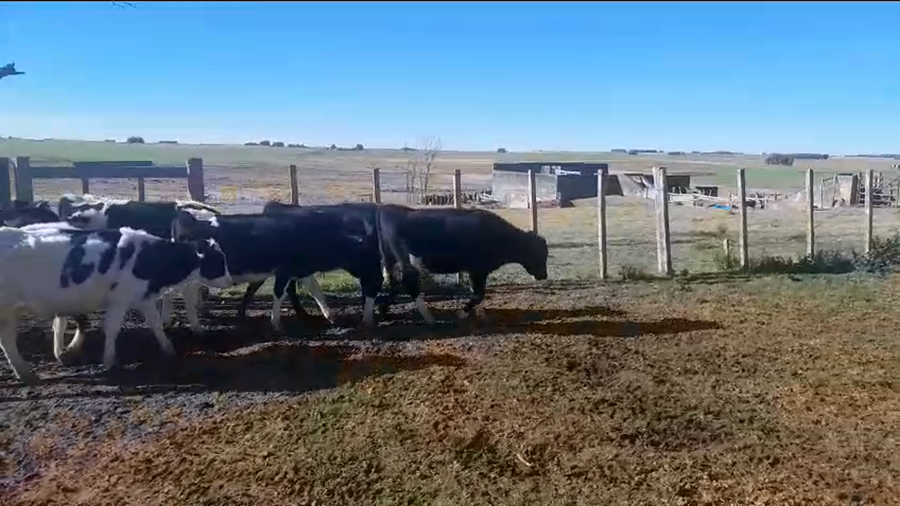 Lote 18 Terneros Holando a remate en Pantalla Camy en San Gregorio