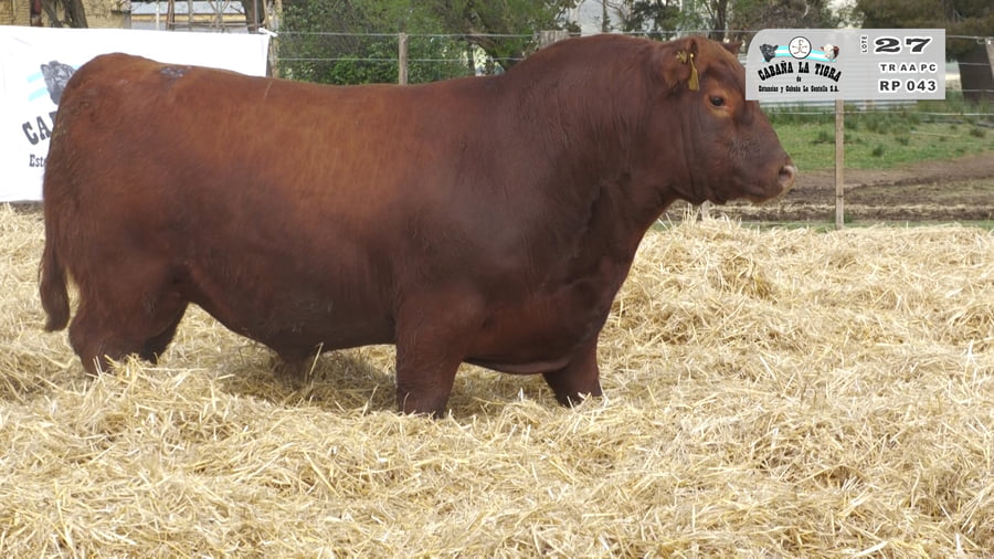 Lote TOROS PUROS CONTROLADOS