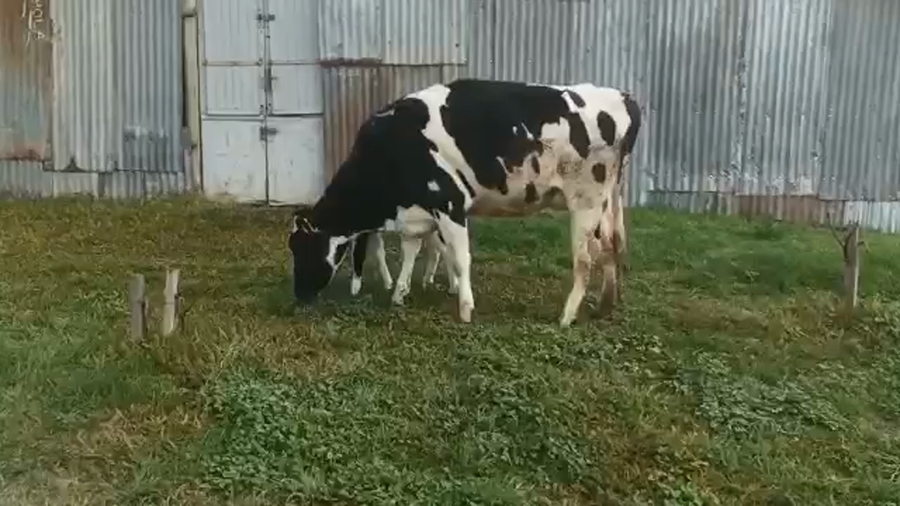 Lote (Vendido)2 Piezas de cría HOLANDO a remate en 5to remate por pantalla ENTRE MARTILLOS, San José