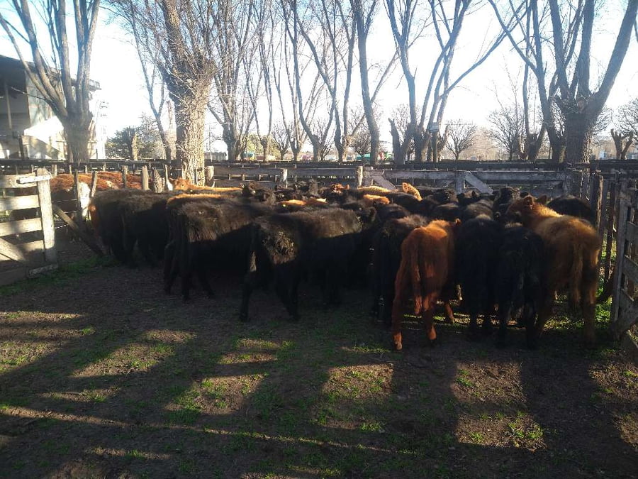 Lote 44 Terneros en Gral. Lamadrid, Buenos Aires