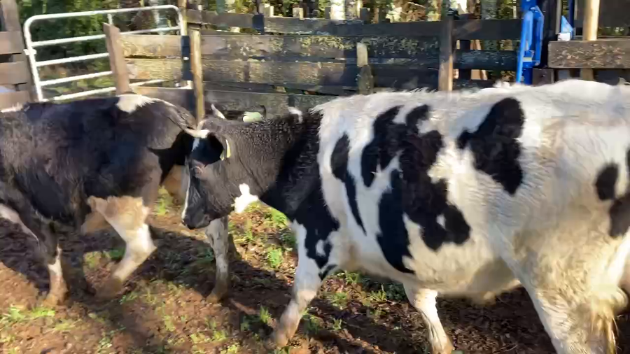 Lote 20 Novillo Engorda en Fresia, X Región Los Lagos