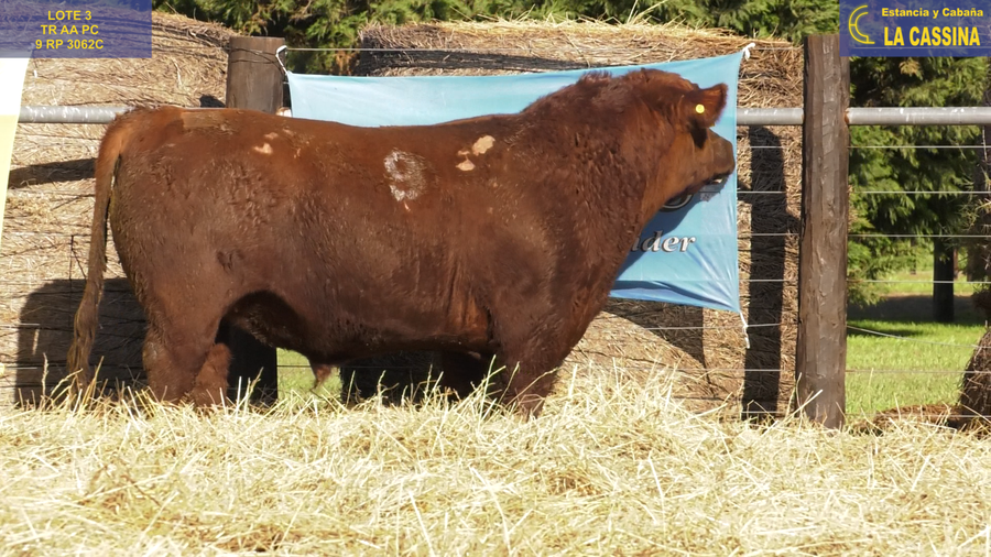 Lote TOROS ANGUS PURO CONTROLADO
