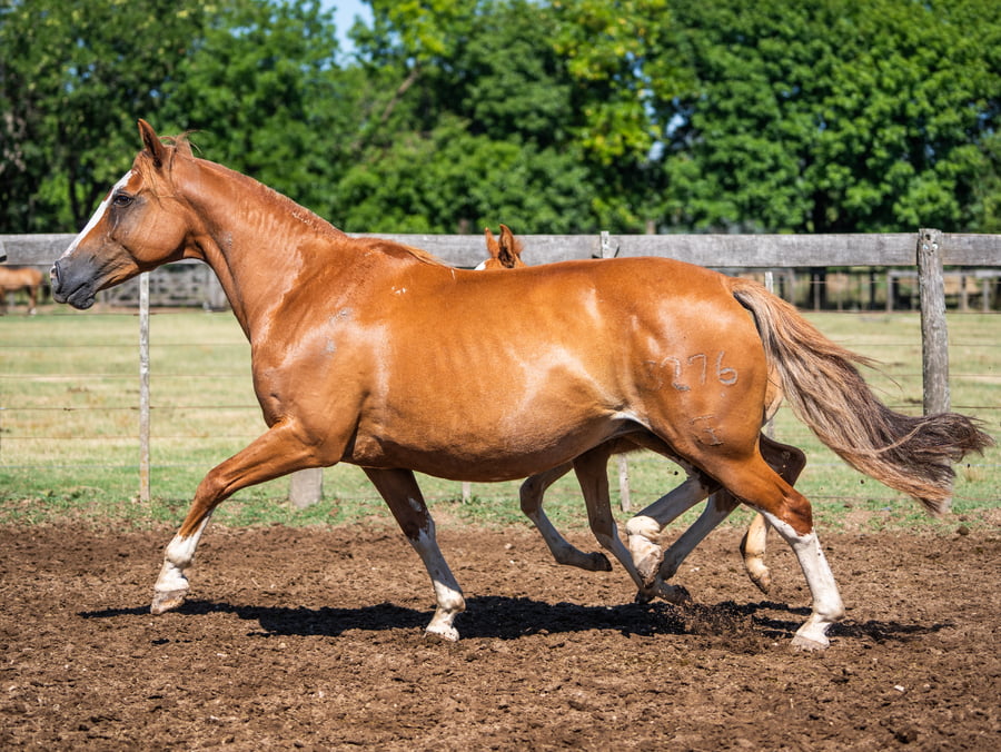 Lote DEL SIETE LICORERA