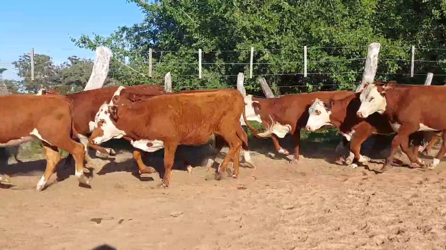 Lote 315 Terneras en Corrientes, Esquina