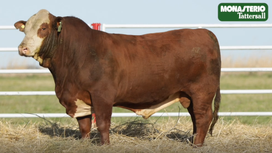 Lote TOROS GENERALES, CONTROLADOS Y REGISTRADOS