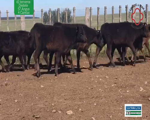 Lote 61 Terneros Destete 57 Angus y 4 Caretas