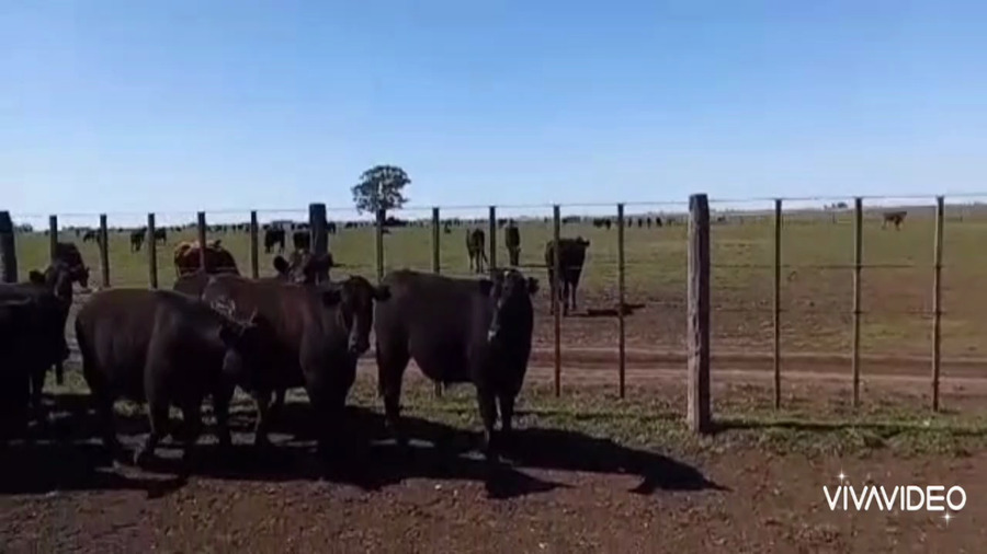 Lote 34 Novillitos