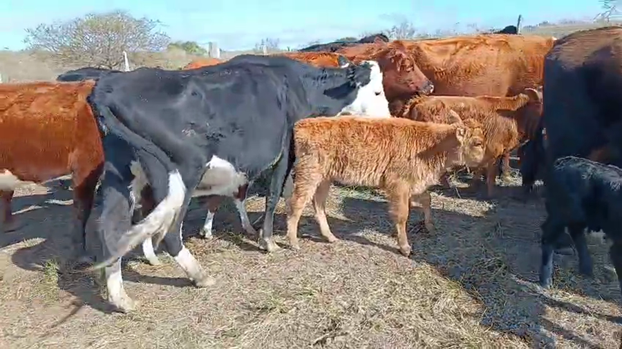 Lote 46 Piezas de cría a remate en Pantalla Aniversario - Escritorio Camy, San José