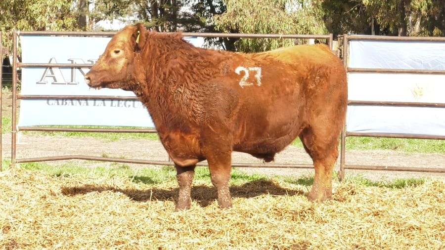 Lote TOROS ANGUS COLORADOS PC
