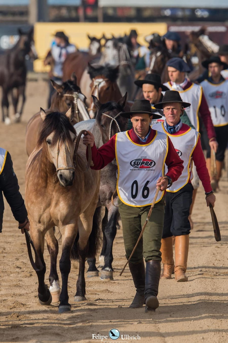 Lote EMBRIONES TARANTULA Y OLIMPICA