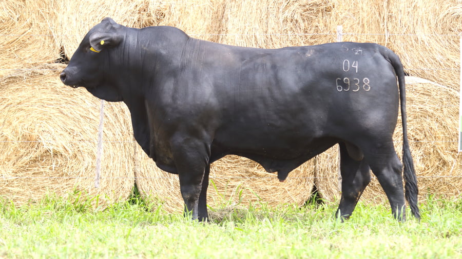 Lote LOTE 74