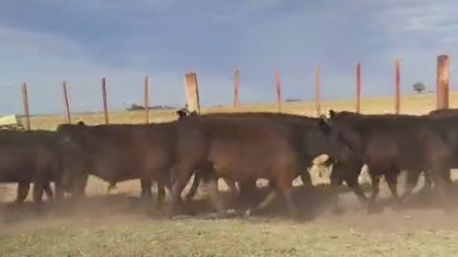 Lote 50 TERNS MACHOS Y HEMBRAS, OLAVARRIA, PCIA. BS. AS.