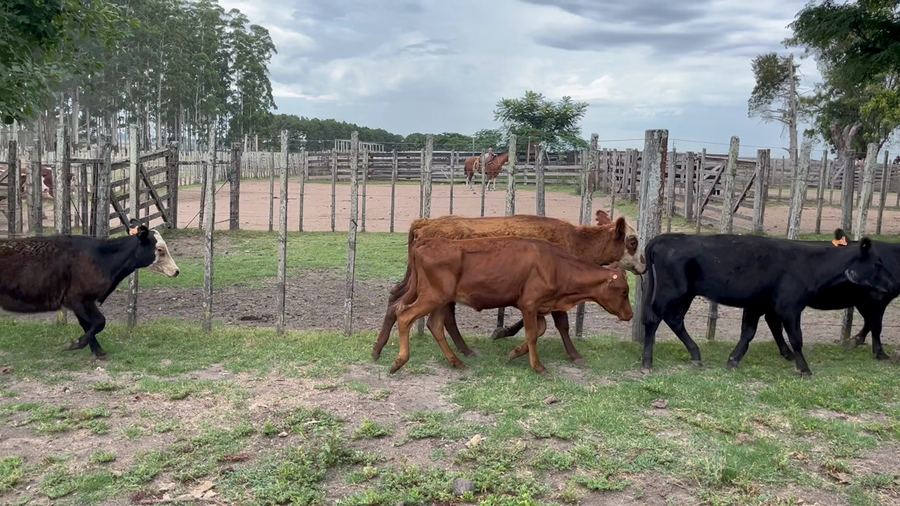 Lote 8 Terneras Raza Carne