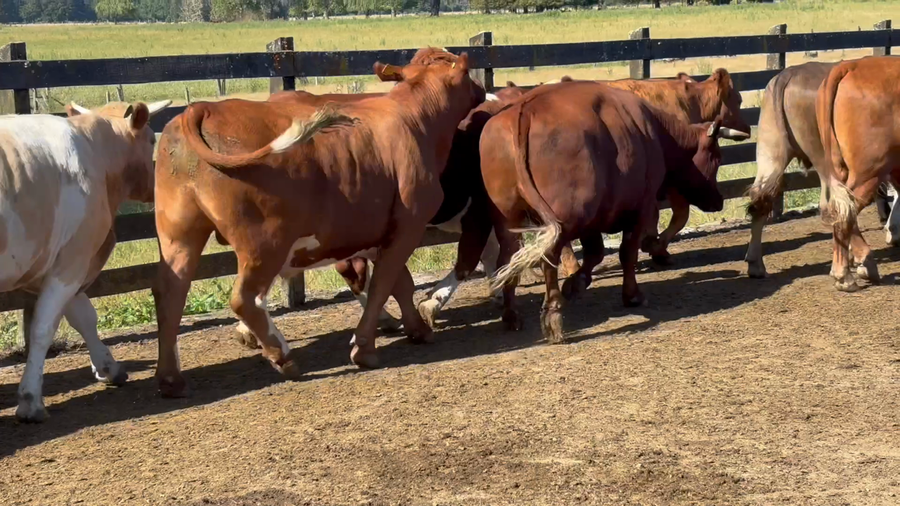 Lote 41 Novillo Gordo