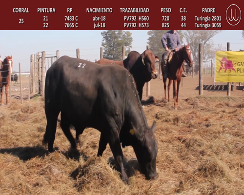 Lote TOROS BRANGUS DE CABAÑA LA TURINGIA