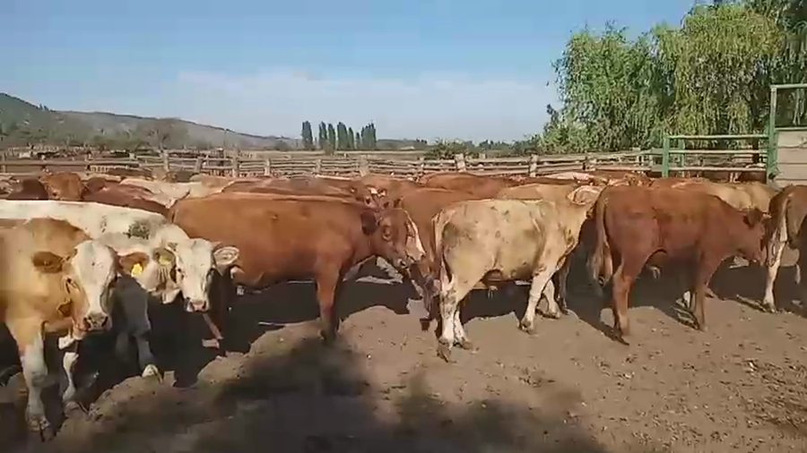 Lote 50 Novillo Engorda en Romeral, VII  Región Maule