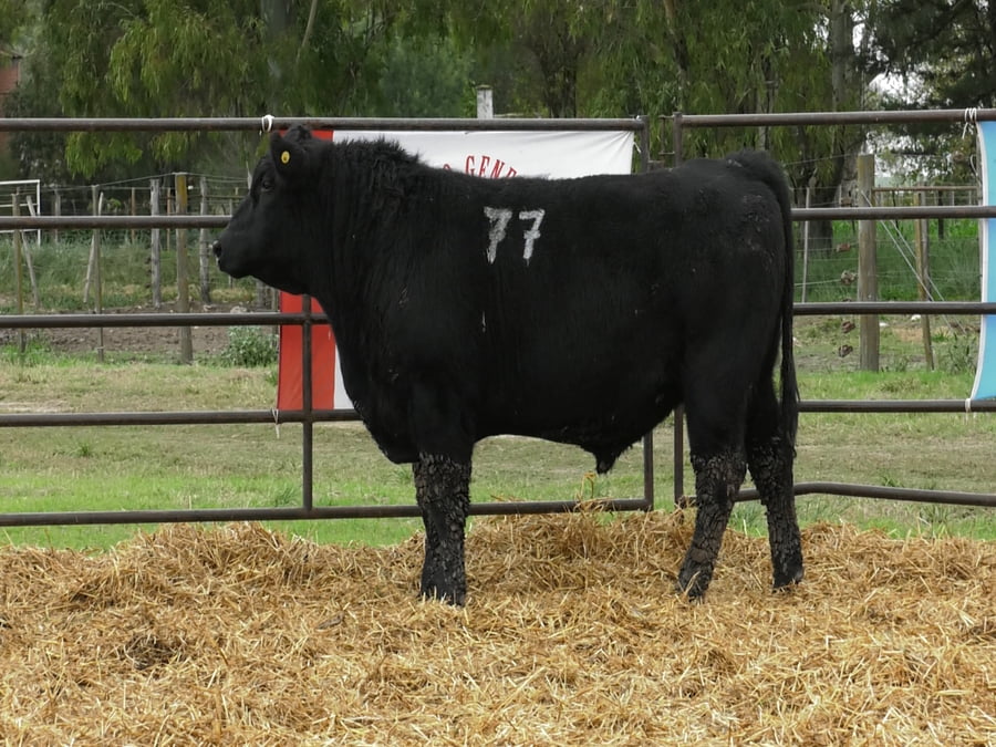 Lote TOROS ANGUS NEGROS PC
