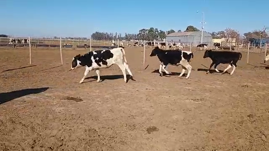 Lote 35 Novillitos Holando Argentino en Porteña, Córdoba