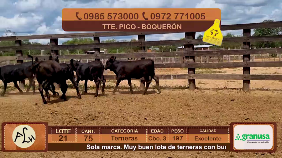 Lote 75 Terneras CBO 3 Híbridas (tipo Brangus). Negras a remate en FERIA ESPECIAL DE TERNEROS CBO. 3 - AGROGANADERA LA HUELLA 197kg - , Boquerón
