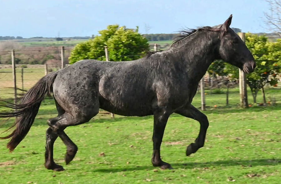 Lote TUERTO MOLLES (PADRILLO)