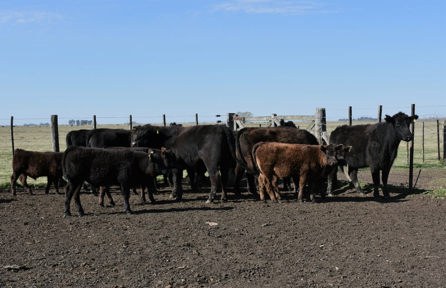 Lote VAQUILLONAS CON CRIA